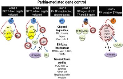 The Transcription Factor Function of Parkin: Breaking the Dogma